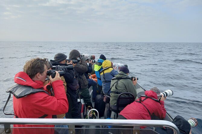Lisbon Dolphin Watching with a Marine Biologist in a Small Group - Who Is This Tour Best For?