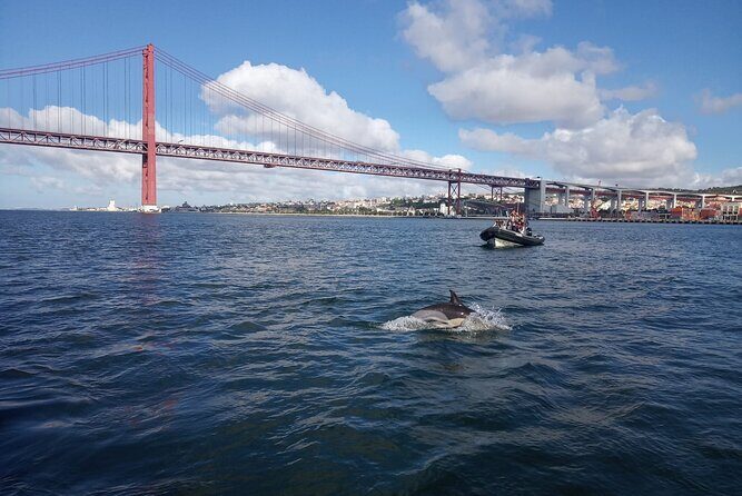 Lisbon Dolphin Watching with a Marine Biologist in a Small Group - FAQ