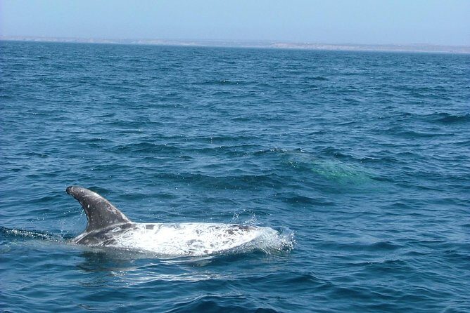 Lisbon Dolphin Watching with a Marine Biologist in a Small Group - Final Thoughts
