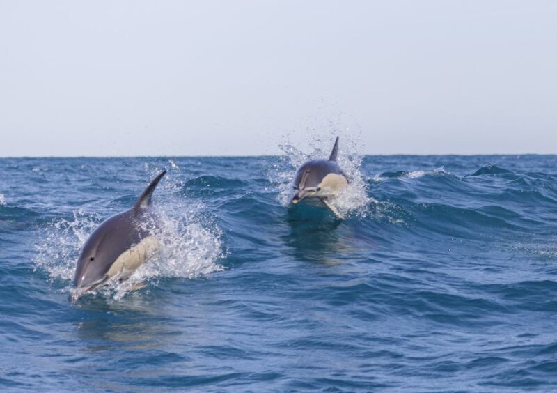 Lisbon: Dolphin Watching with Marine Biologist - An In-Depth Look at the Dolphin Watching Experience in Lisbon