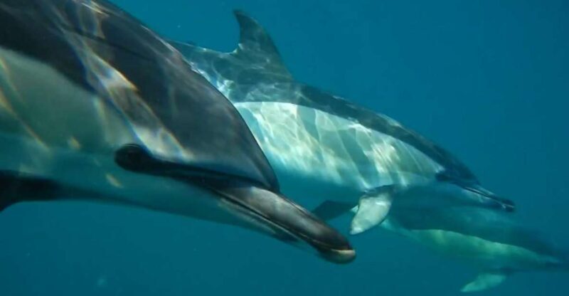Lisbon: Dolphin Watching with Marine Biologist - FAQ