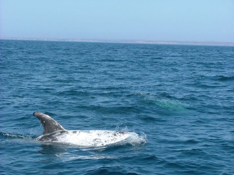 Lisbon: Dolphin Watching with Marine Biologist - Wildlife Scanning with Marine Biologists: What You Actually Learn