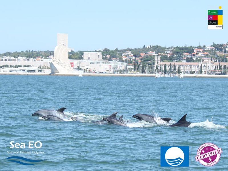 Lisbon: Dolphin Watching with Marine Biologist - Chasing Cetaceans Beyond the River: What You Might See