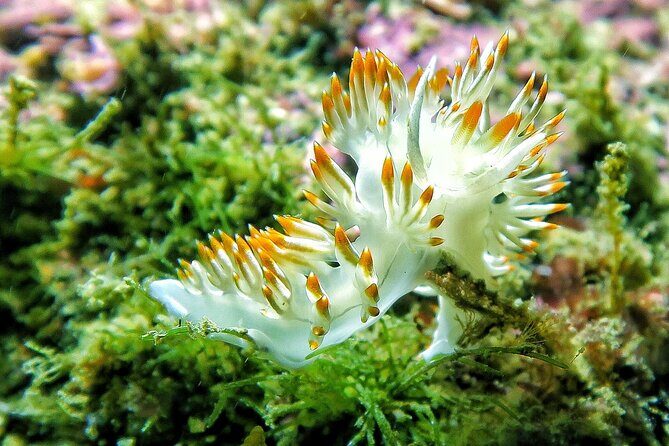 Lisbon Eco-Try Dive - Diving Baptism - FAQs