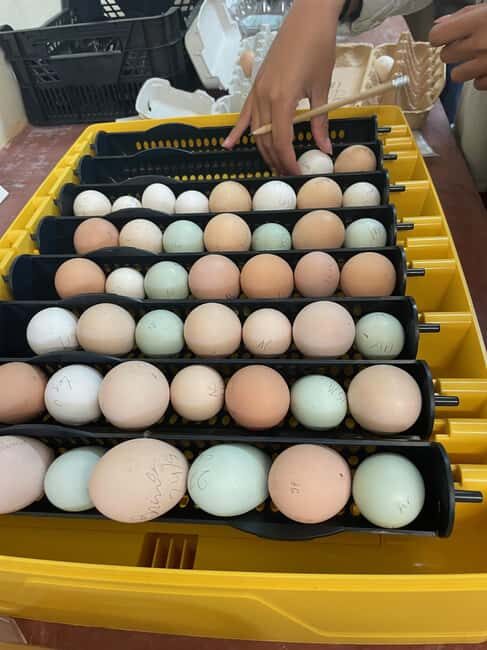 Lisbon: Egg Quality Workshop - Myths and Truths - What You Can Expect from the Workshop