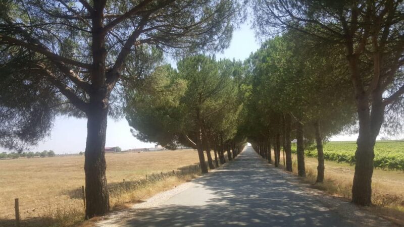 Lisbon: Évora and Alentejo Private Wine Tour - An In-Depth Look at the Évora and Alentejo Private Wine Tour