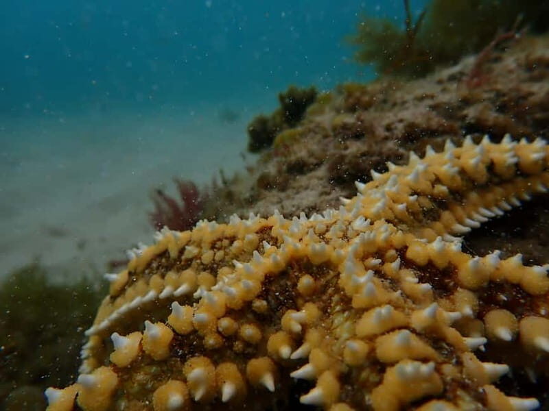 Lisbon: Kayaking & Snorkeling Tour with photos included - Final Thoughts