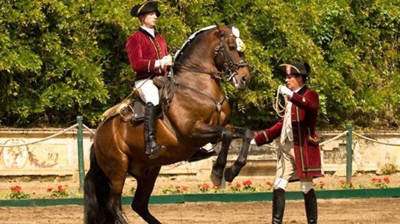 Lisbon: Morning of Equestrian Art with Lusitano Horses - The Practical Details