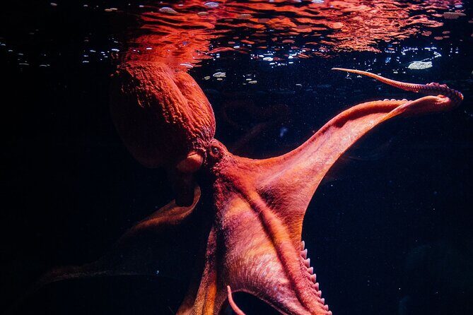 Lisbon Oceanario: Aquarium Entrance Ticket - Highlights That Will Stick With You