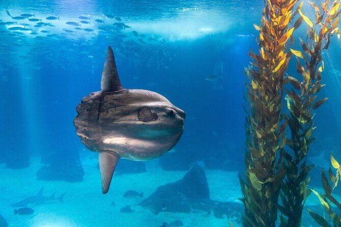 Lisbon Oceanario: Aquarium Entrance Ticket - What Could Be Better?