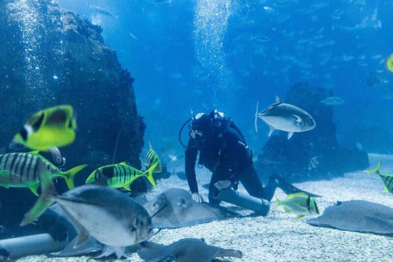 Lisbon: Oceanarium + Cable Car Ticket - Key Points