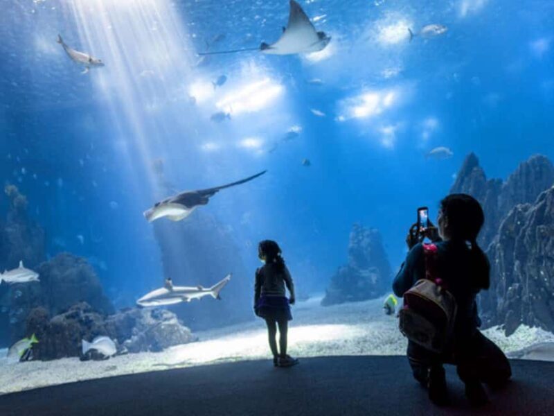 Lisbon: Oceanarium + Cable Car Ticket - What to Expect During Your Visit