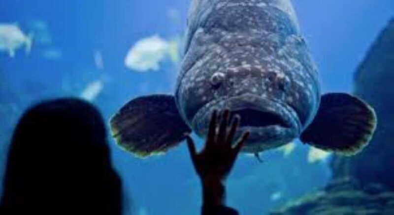 Lisbon: Oceanarium + Cable Car Ticket - The Cable Car Experience – Telecabine Lisboa