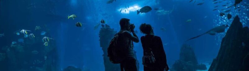 Lisbon: Oceanarium + Cable Car Ticket - Authentic Opinions from Other Travelers