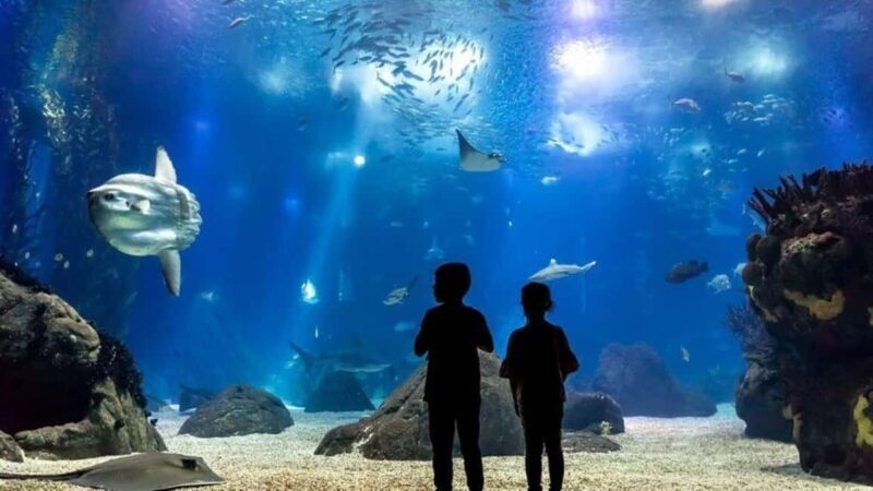 Lisbon: Oceanarium + Cable Car Ticket - Final Thoughts: Is It Worth It?