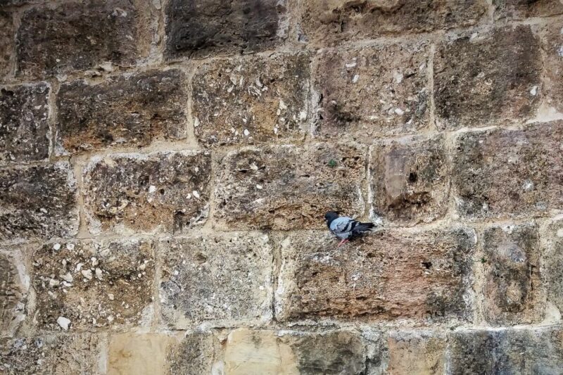 Lisbon: Old Town Private Walking Tour - Lisbon: Old Town Private Walking Tour — A Genuine Look Into the City’s Heart