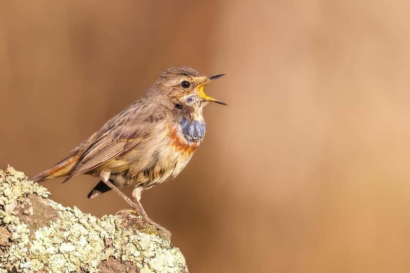 Lisbon: Private Birdwatching Tours with a Local Guide - Key Points
