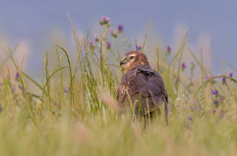 Lisbon: Private Birdwatching Tours with a Local Guide - Why It’s Worth Considering