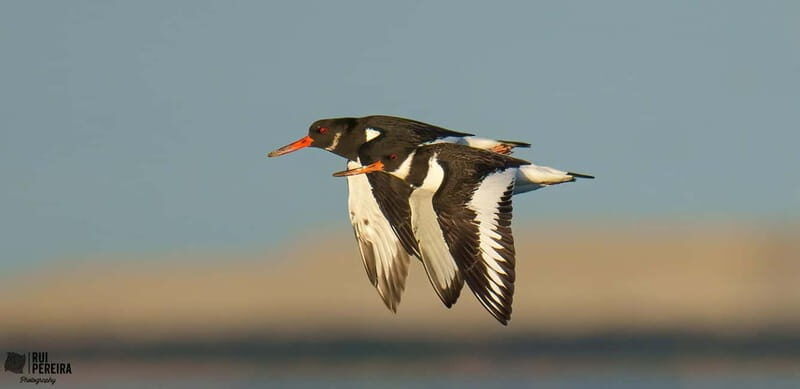 Lisbon: Private Birdwatching Tours with a Local Guide - Is This Tour For You?