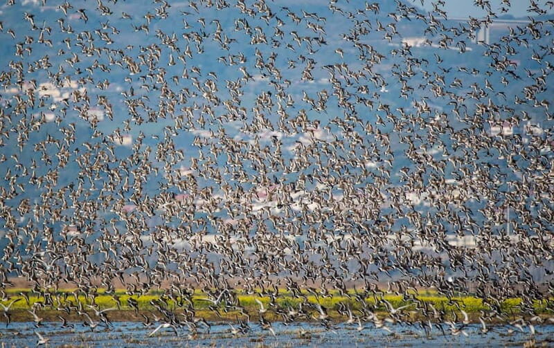 Lisbon: Private Birdwatching Tours with a Local Guide - FAQs