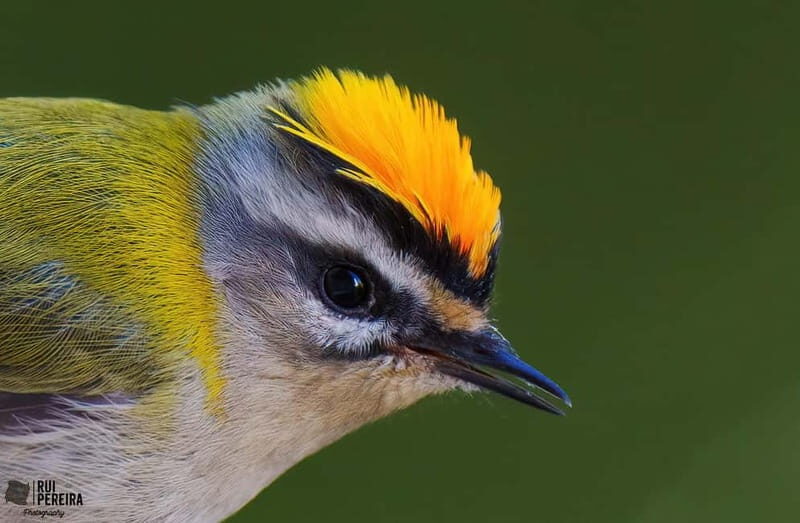 Lisbon: Private Birdwatching Tours with a Local Guide - Final Thoughts