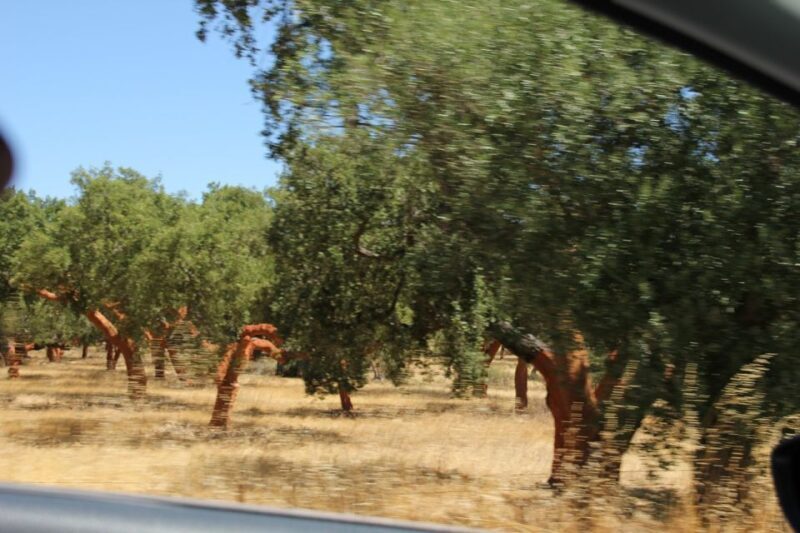 Lisbon: Private Tour to Évora and Cork Factory - Who Would Enjoy This Tour?