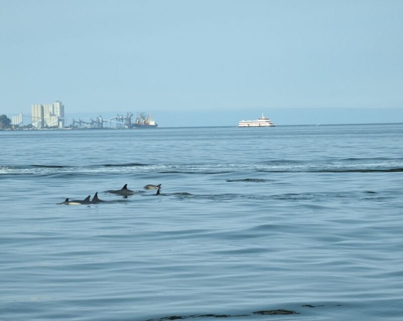 Lisbon: Scenic Day & Sunset Boat Tour with a Drink - Key Points