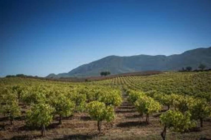 Lisbon: Setúbal, Arrábida and Azeitão Private Wine Tour - Who Should Consider This Tour?