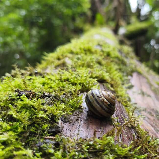 Lisbon: Sintra Hidden Trails Hike - Pricing and Value