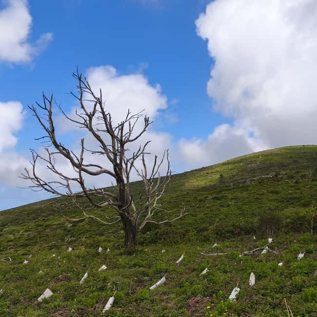 Lisbon: Sintra Hidden Trails Hike - Practical Tips for Your Hike