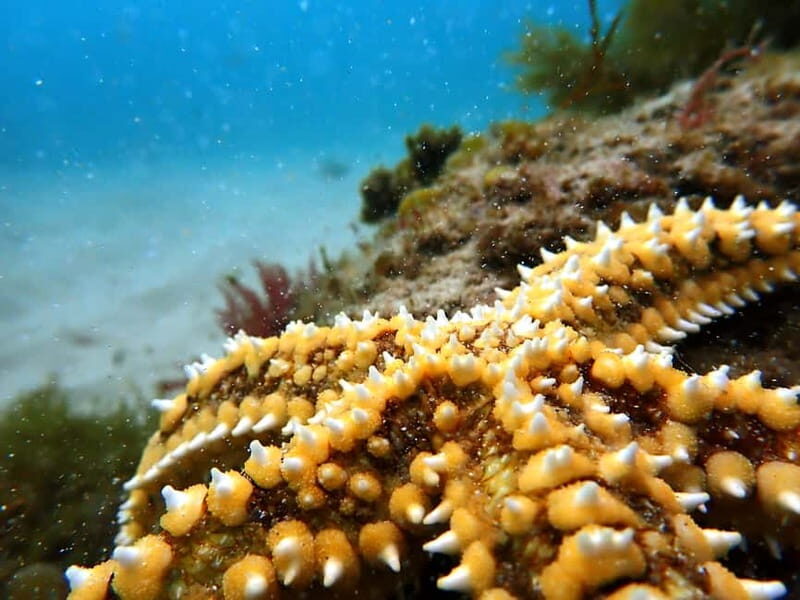 Lisbon: Snorkeling experience in Marine Reserve with photos - FAQ