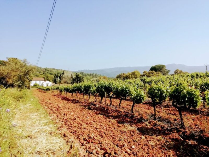 Lisbon: South City Sights and Cultural Tour with Wine - A Deep Dive into the Experience