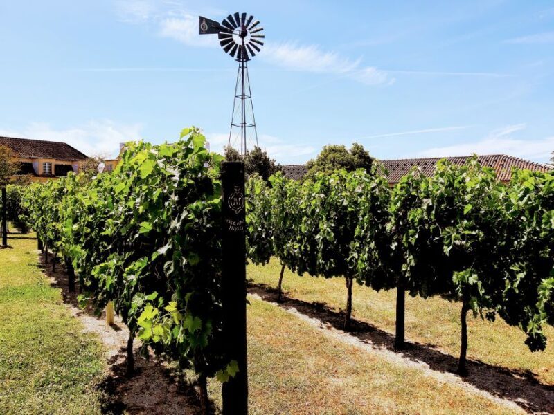 Lisbon: Surf or Bodyboard and Wine Tasting - A Deep Dive into the Experience