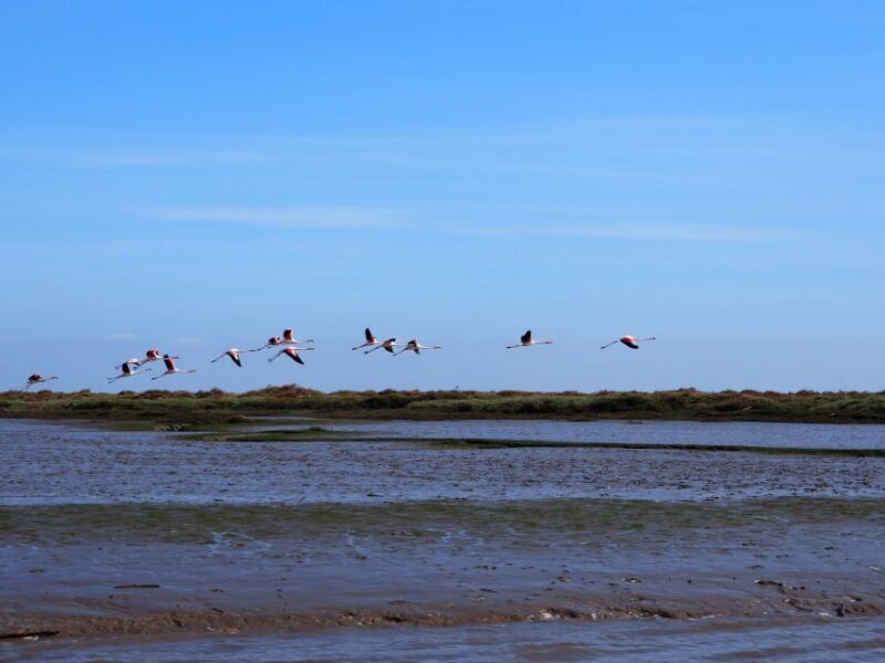 Lisbon: Tagus Estuary Nature Reserve Birdwatching Boat Tour - An In-Depth Look at the Lisbon Birdwatching Experience