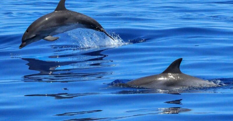 Lisbon: Tagus River Cruise to the Ocean & Dolphin Watching - The Value and Who It’s Best For