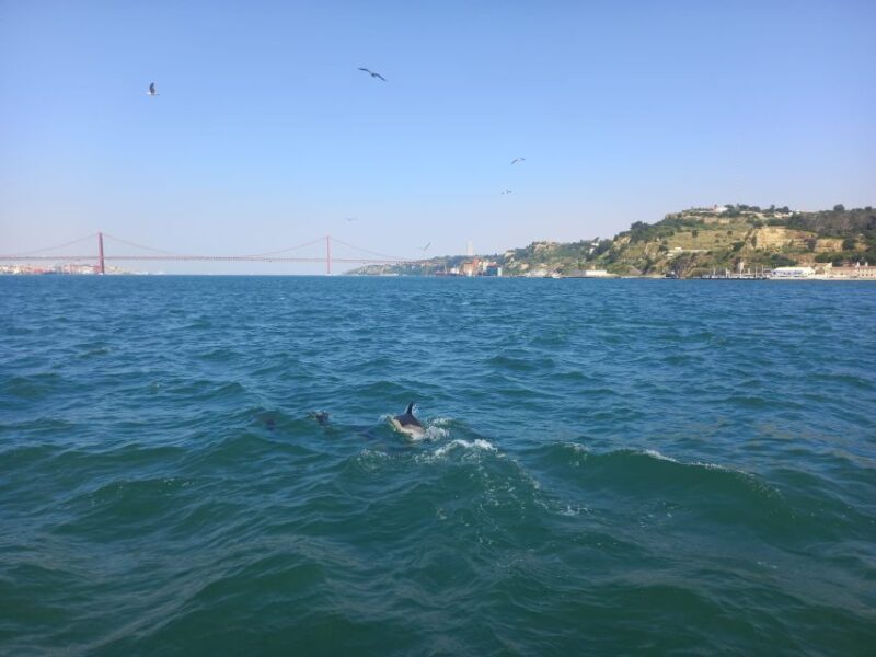Lisbon: Tagus River Cruise to the Ocean & Dolphin Watching - Final Thoughts