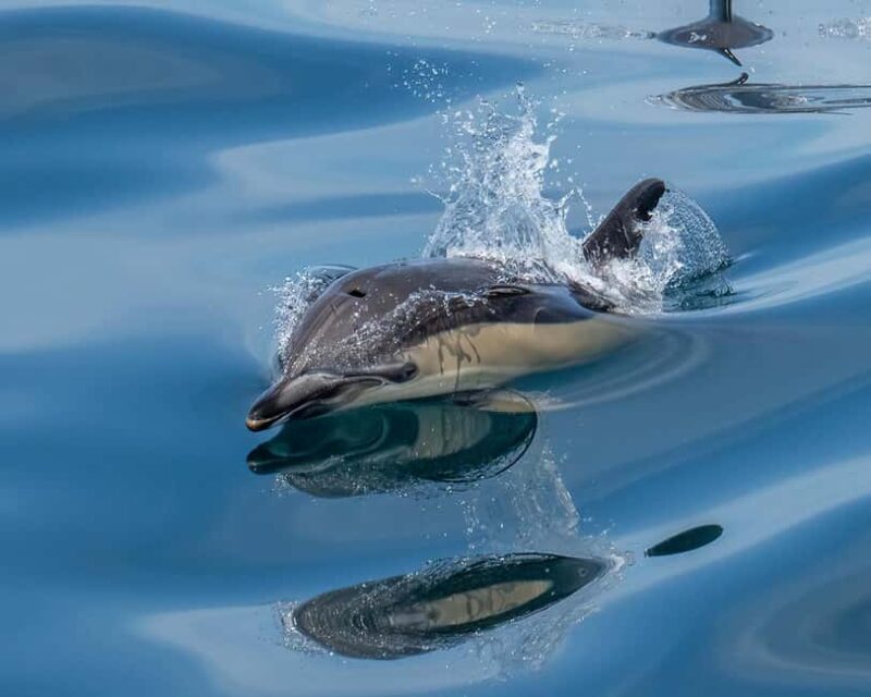 Lisbon: Tagus River Marine Wildlife Speedboating Adventure - What to Expect from the Tour