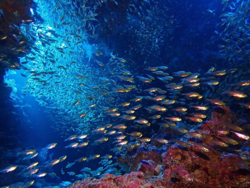 Lisbon: Try Dive in Arrábida Marine Reserve Setubal Sesimbra - Who Will Love This Experience?