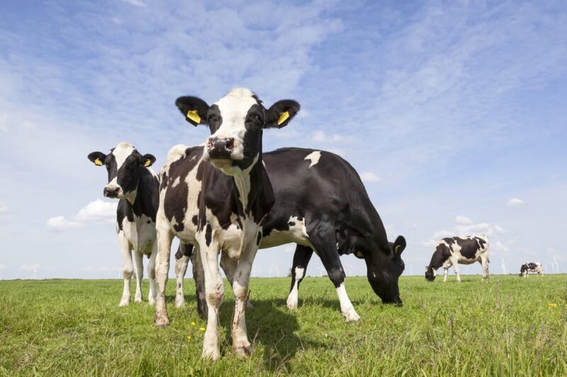 Lisse: Drive-it-Yourself Dutch Countryside GPS Audio Tour - Final Thoughts