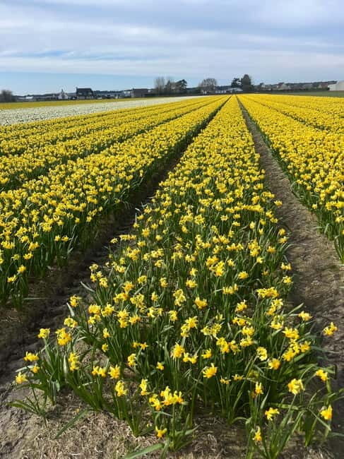 Lisse: Private Tulip Fields Tour with a Local Guide 1h Tour - Final Thoughts