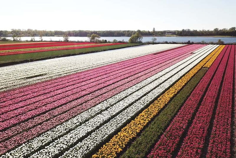 Lisse: Self-Guided Tulip Fields GPS Audio Tour - Key Points