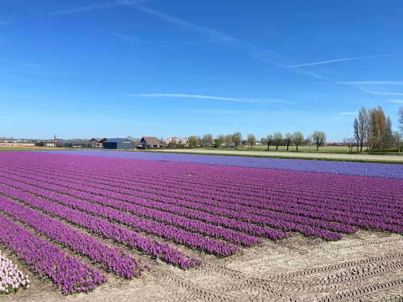 Lisse: Self-Guided Tulip Fields GPS Audio Tour - FAQ