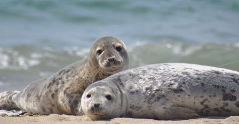 List/Sylt: Guided Seal-Watching Cruise on a Rustic Boat - Key Points