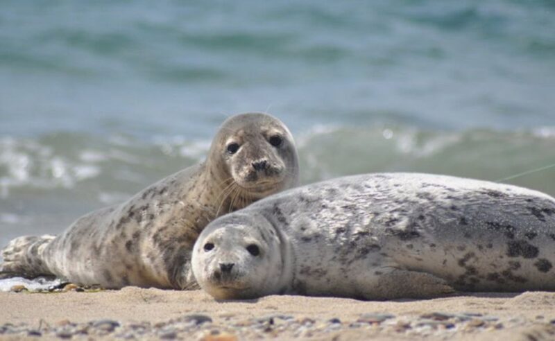 List/Sylt: Guided Seal-Watching Cruise on a Rustic Boat - What to Expect on the Seal-Watching Cruise