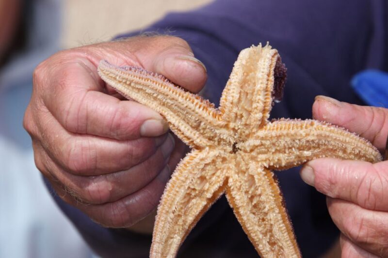 List/Sylt: Guided Seal-Watching Cruise on a Rustic Boat - The Experience: Pros and Cons