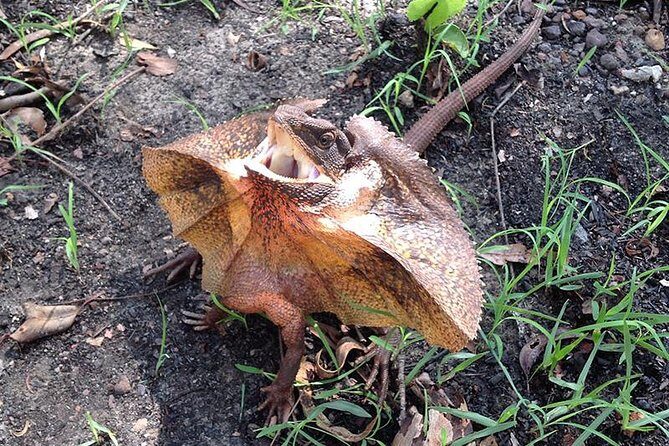 Litchfield National Park and Jumping Crocodile Cruise - Who Is This Tour Best For?