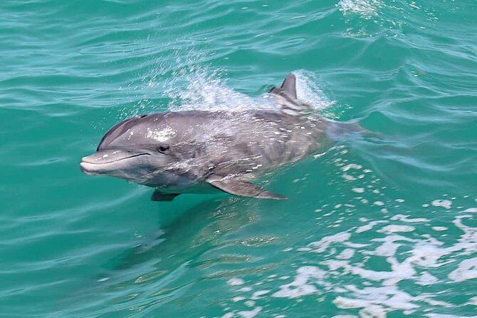 Little Toot Dolphin Adventure at Clearwater Beach - The Experience Itself