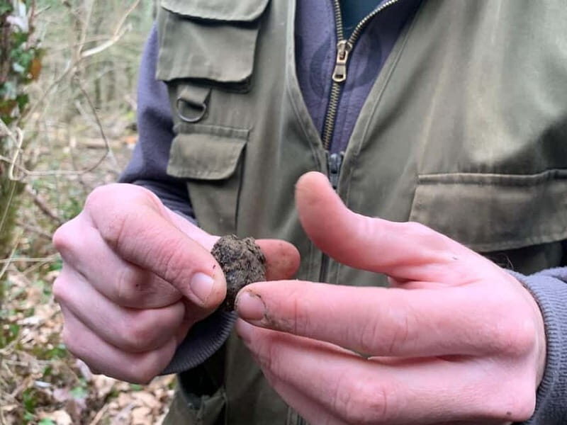 Livade: Guided Truffle Hunting Walking Tour - Key Points