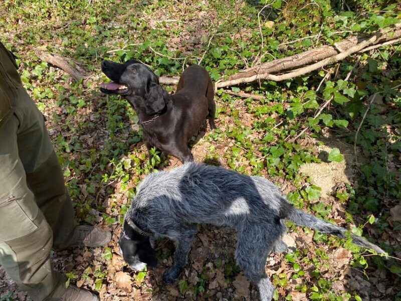 Livade: Guided Truffle Hunting Walking Tour - FAQs