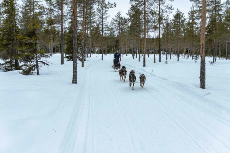 Ljørdalen - Trysil: Guided Dog Sledding Tour with lunch - Key Points